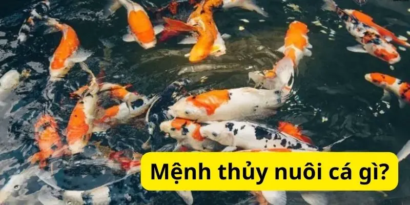 Mệnh thủy nuôi cá gì?