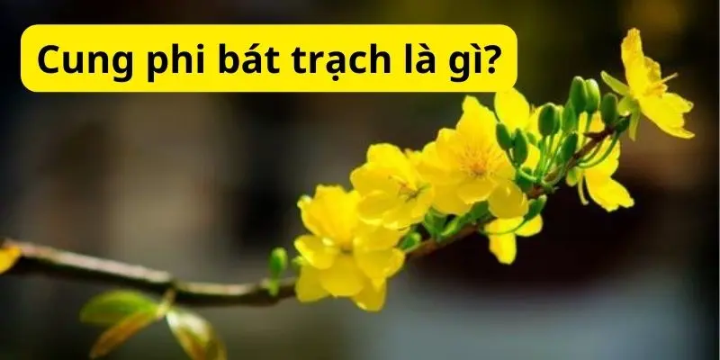 Cung phi bát trạch là gì?